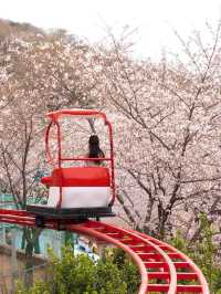 釜山賞櫻全攻略：海濱都市的春日櫻花浪漫！