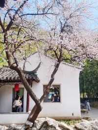 不是江南是北京紫竹院杏梅美到失語
