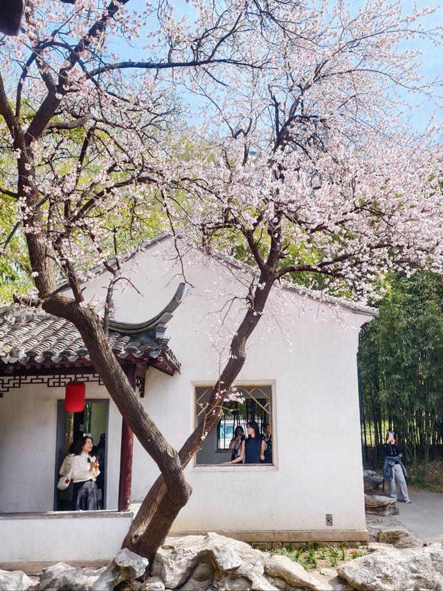 不是江南是北京紫竹院杏梅美到失語