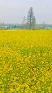 《南昌賞油菜花，最佳地點是哪裡？》