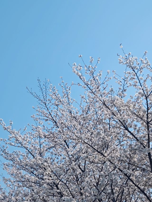 四方當代美術館的櫻花真的美爆啦～附攻略