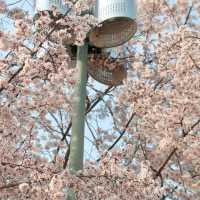 3.26🌸追櫻大成功！大阪城垂櫻已悄悄綻放