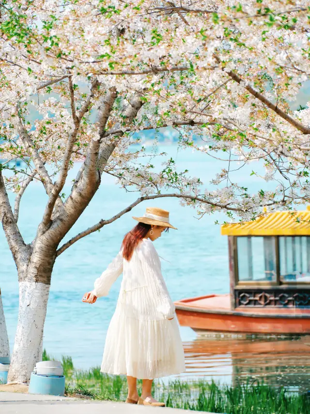 นานกิงชมซากุระที่ทะเลสาบเสวียนอู่ถึงจะปังจริง! 