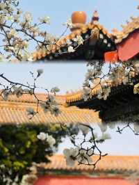 北京故宮｜春天紫禁城賞花季