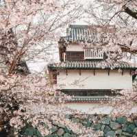 🌸【賞櫻圖鑒】鹿兒島熊本福岡賞櫻推薦‼️
