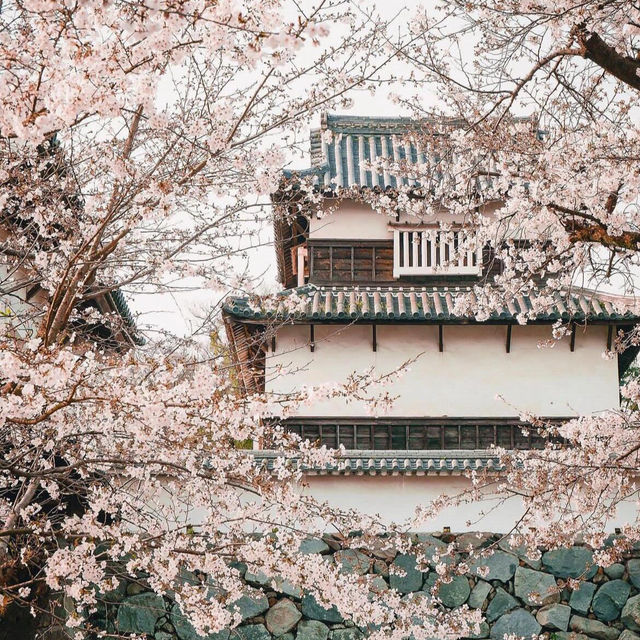 🌸【賞櫻圖鑒】鹿兒島熊本福岡賞櫻推薦‼️