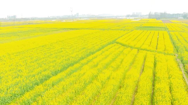 咸寧陽春三月賞油菜花