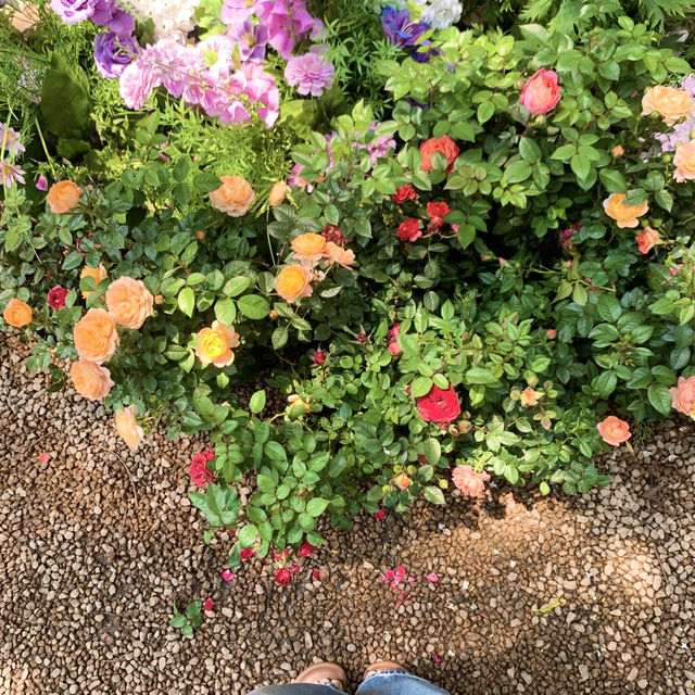 🌸深圳新開！秒穿濟州島的木繡球咖啡廳⛲️