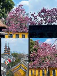 蘇州3.16賞花實況暴走在8座玉蘭花園林