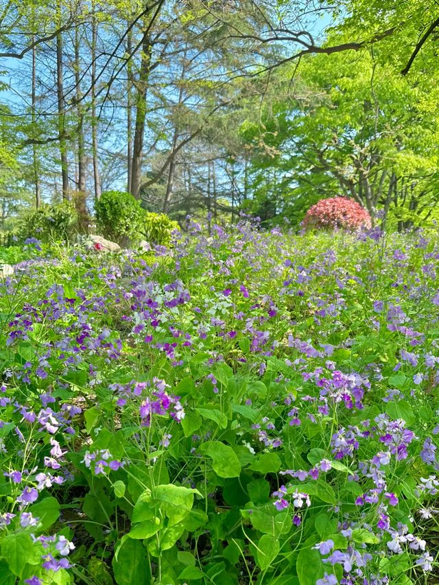 青島也有自己的秘密花園，你知道在哪裡嗎？