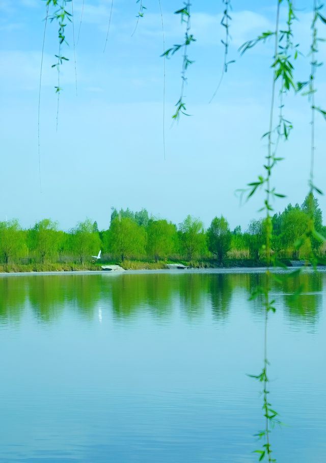 碧水藍天，候鳥天堂—瑪納斯濕地公園