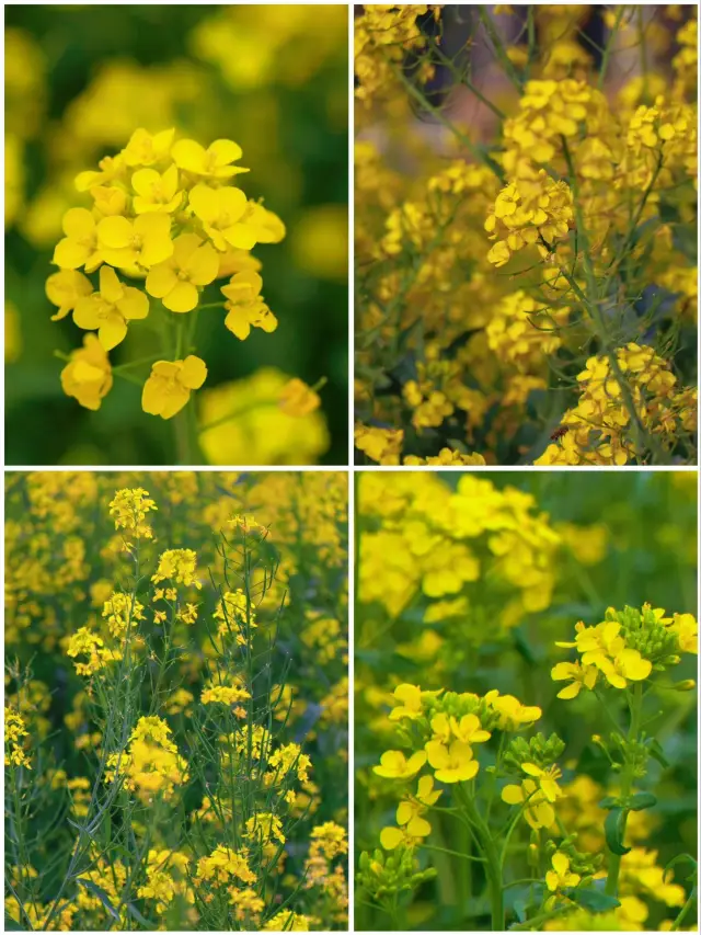 Luoping Spring Limited | Jinji Peak Cluster Rapeseed Flower Viewing Guide
