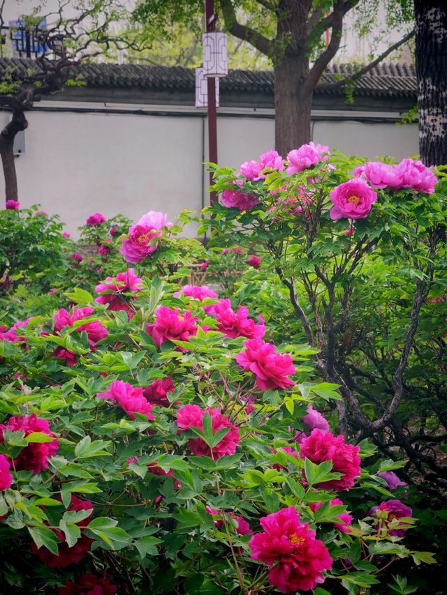 4.16實拍︱大觀園牡丹與紫藤同時在線