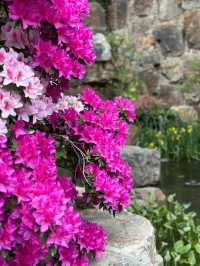 輔德里公園—疊石瀑布、杜鵑花海