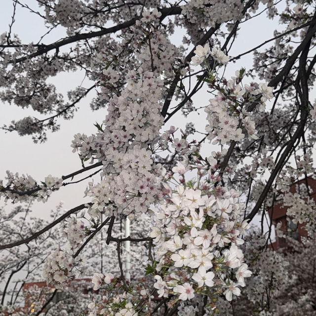 🌸貴大櫻花季🌸 翻出相簿裡的春日浪漫✨