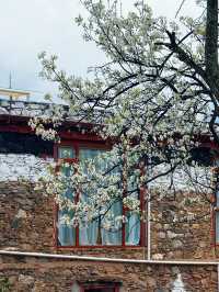 以藏式建築為背景嘅梨花先至係積致美學