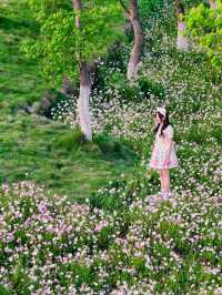 南昌踏青·馬蘭圩濕地公園｜闖入現實版“莫奈花園”