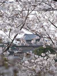 🌸韓國濟州藥泉寺櫻花｜古剎裡的靜謐浪漫🌸
