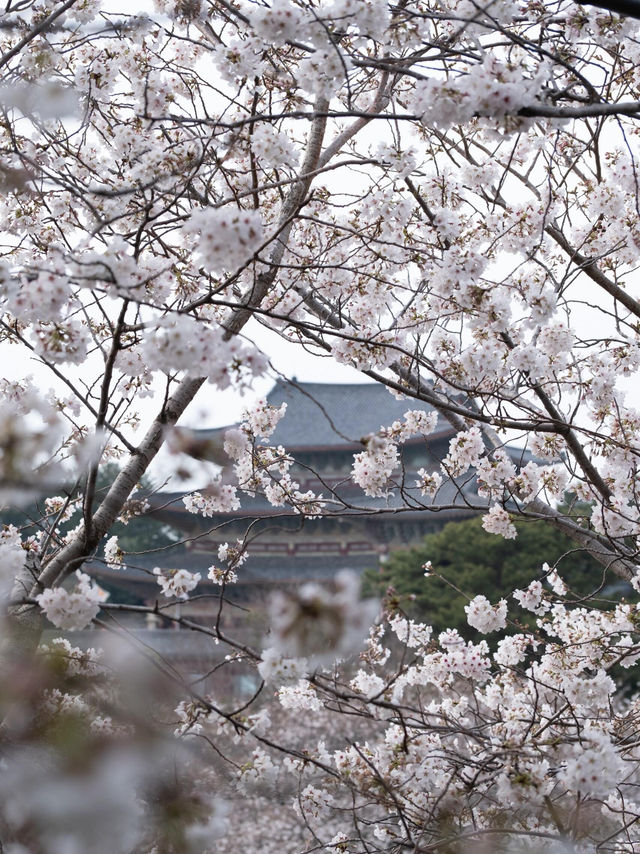 🌸韓國濟州藥泉寺櫻花｜古剎裡的靜謐浪漫🌸