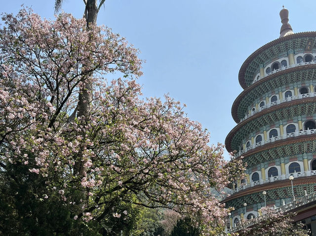 🌸淡水天元宮｜邂逅浪漫櫻花雨🌸