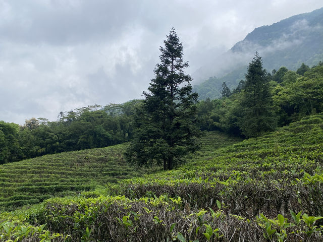 賀州姑婆山吸氧攻略