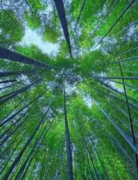 雞枕山：花崗岩森林嘅階梯呼吸術