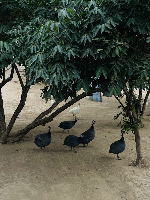 《太原》森林公園