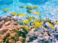 Beneath the Azure: Snorkeling & Marine Life at Koh Tao's Tanote Bay