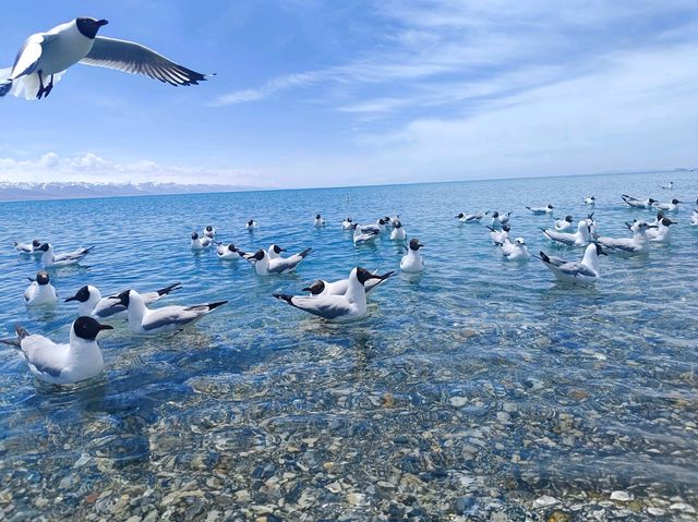 青海湖七月藍黃奇境