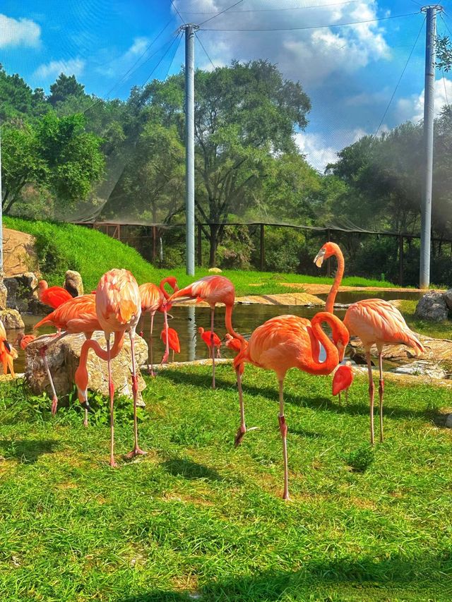 暑假沈陽森林動物園親子遊攻略,附酒店推薦! 暑假沈陽森林動物園親子遊攻略,附酒店推薦!