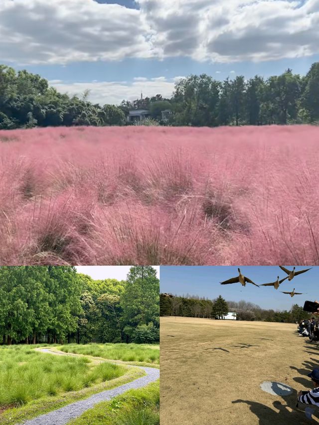 寶子們!雖然櫻花季已經悄然落幕,但那股浪漫餘韻彷彿還在! 寶子們!雖然櫻花季已經悄然落幕,但那股浪漫餘韻彷彿還在!