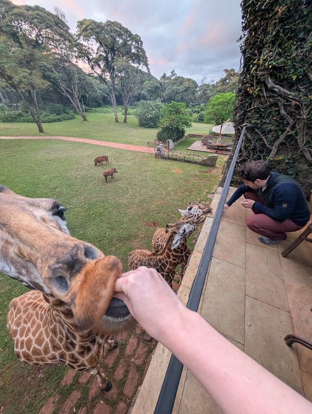 Unforgettable Stay at Giraffe Manor