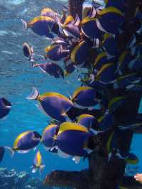Returning to Paradise: A Love Letter to the Island