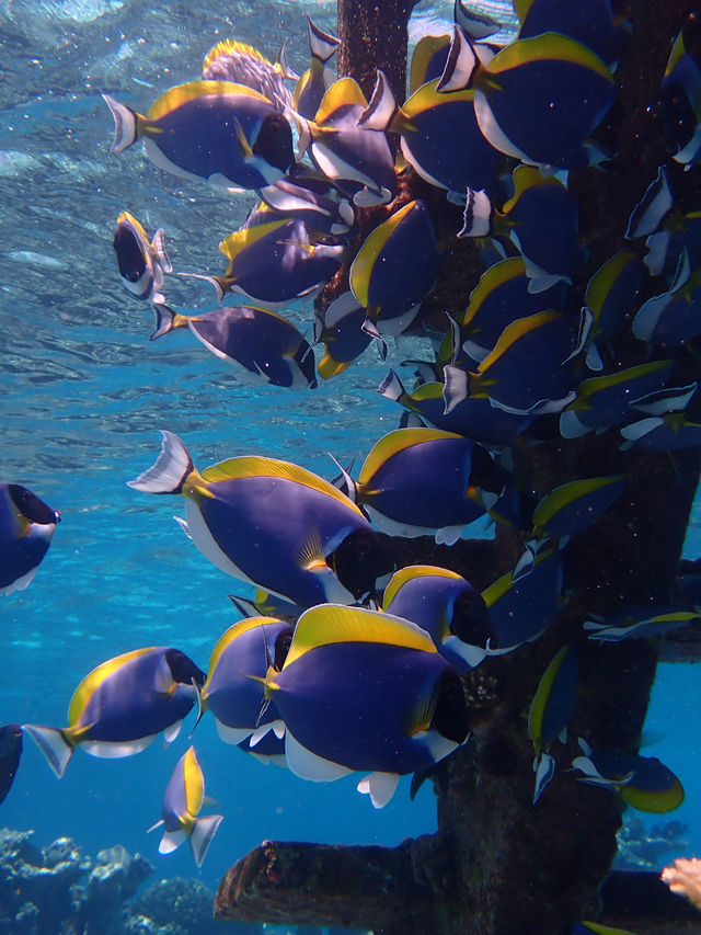 Returning to Paradise: A Love Letter to the Island