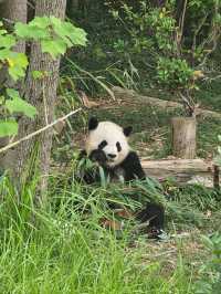 🐼 청두 자이언트 판다기지 이렇게 구경하세요 🐼