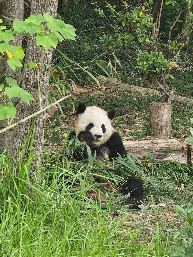 🐼 청두 자이언트 판다기지 이렇게 구경하세요 🐼