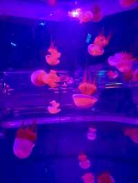 蔚藍的奇幻隧道——新澳海底世界