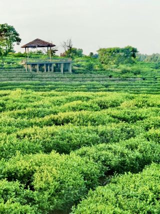 시간이 천천히 흐르는 린가오 만성의 전원 속 속삭임
