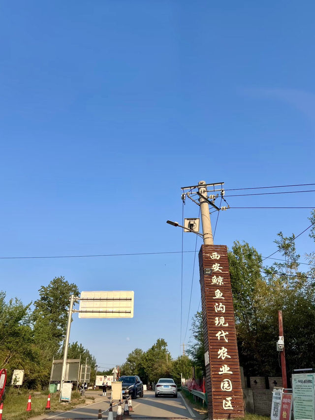 竹海呢喃:西安鯨魚溝的翠綠秘境 竹海呢喃:西安鯨魚溝的翠綠秘境