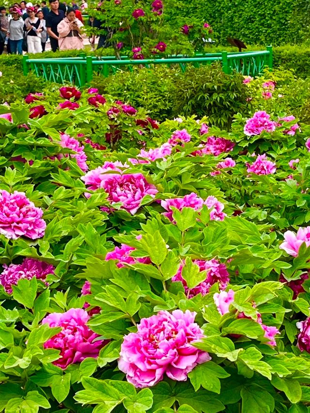 歡迎來菏澤旅遊