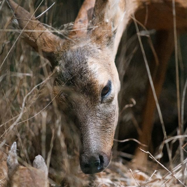 🦌 Helsinki Natural History Museum – Into the Finnish Forests