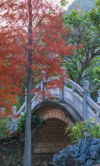柳州紅杉林