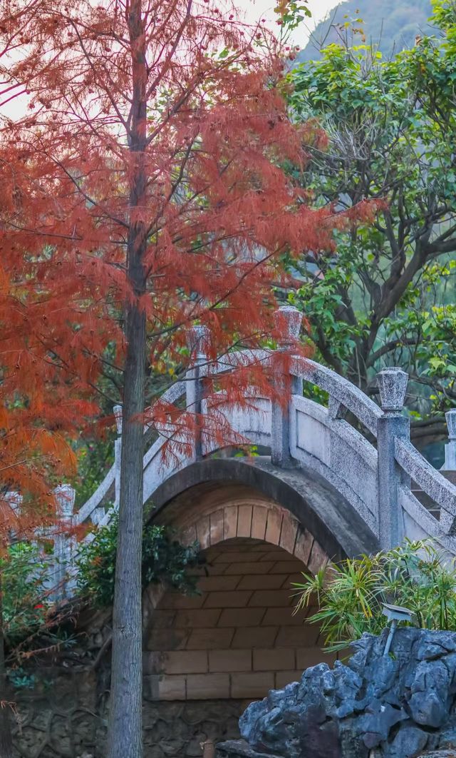 柳州紅杉林