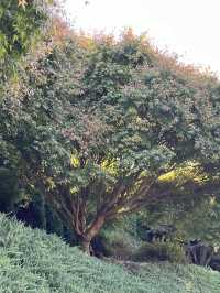 🕊️ Ikeda Hall Peace Garden: Where Japanese Serenity Meets New Zealand's Soul! 🌿