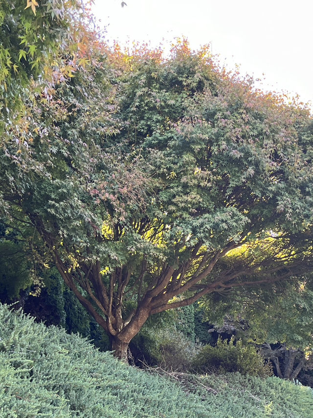 🕊️ Ikeda Hall Peace Garden: Where Japanese Serenity Meets New Zealand's Soul! 🌿