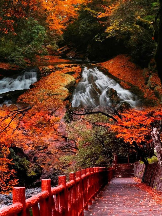 亞洲最大的紅葉景區在這個省，知道的人不多