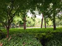 新虹橋公園漫步指南