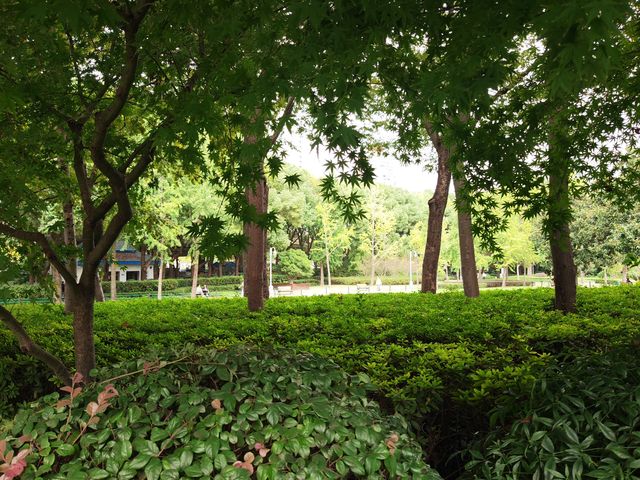 新虹橋公園漫步指南