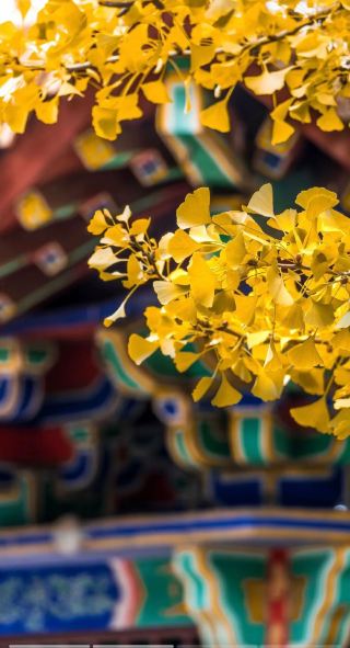 Stunning Beauty Alert! Wenshu Temple in Pingdingshan, a Thousand-Year-Old Ginkgo in Full Autumn Glory