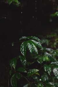 樂山人有自己的熱帶雨林